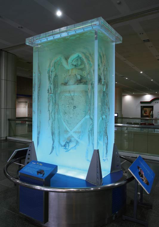 A giant squid specimen