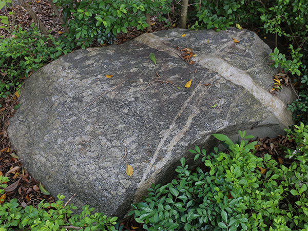 #073混和岩 花崗岩長石脈
