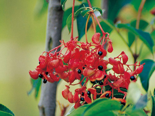 野鴉椿的果實形似鳥腱，又名鳥腱花。