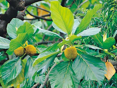 麵包樹屬於大型葉植物