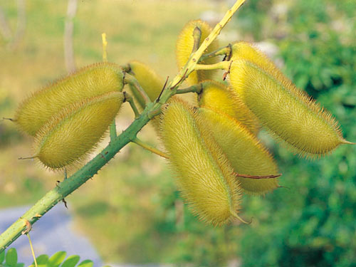 豆科植物擁有形態各異的莢果（圖為蓮實藤果實）