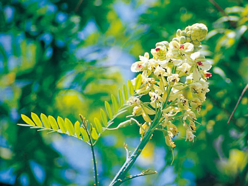 蘇木亞科的花多為總狀花序（圖為蓮實藤）