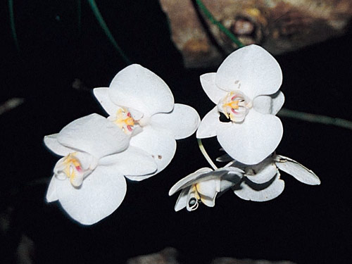 蘭嶼曾經盛產的臺灣蝴蝶蘭，得過世界蘭展冠軍。