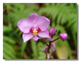 紫苞舌蘭 Spathoglottis plicata Blume