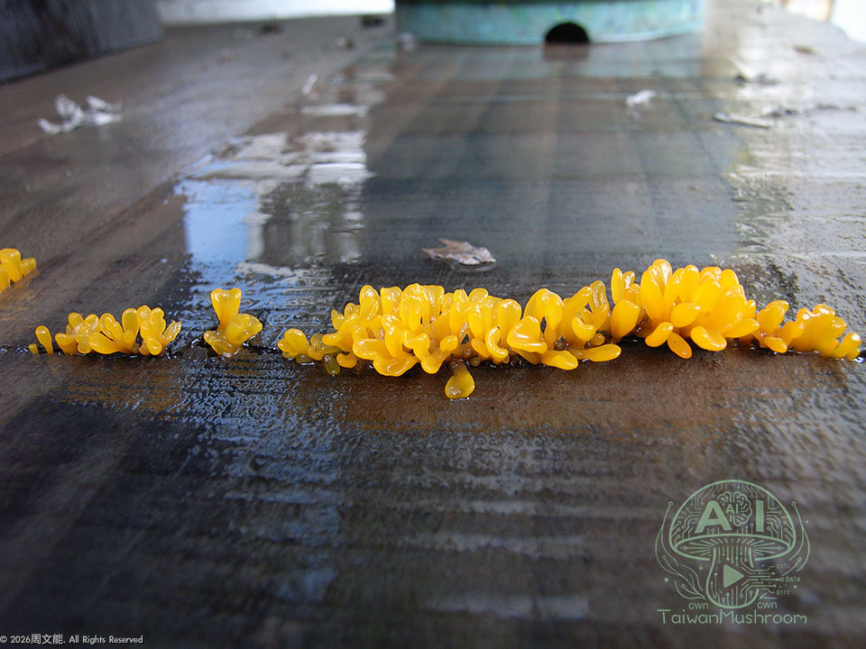 JE-DA001 匙形花耳<br><I>Dacryopinax spathularia</I>