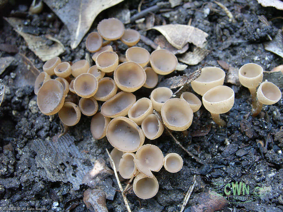 LE-SC001 桑實杯盤菌<br><I>Ciboria shiraiana</I>