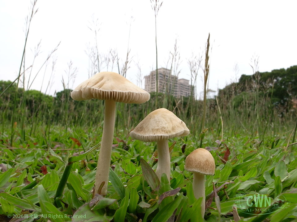 AG-BO001 變色糞傘<br><i>Bolbitius variicolor</i>