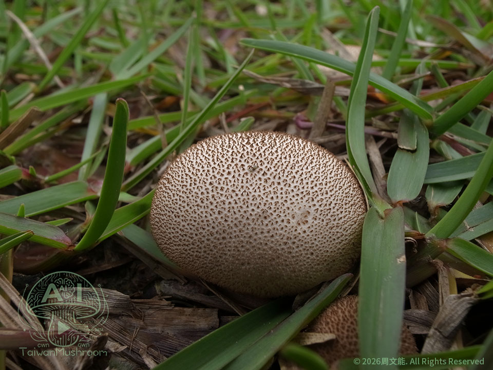 GA-LY003 冬季馬勃<br><i>Lycoperdon hiemale</i>