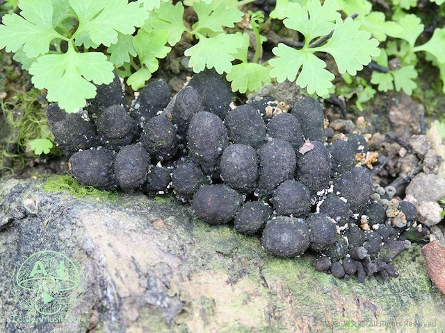 XY-XY009 葚座炭角菌<br><i>Xylaria anisopleura</i>