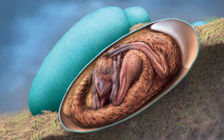 圖二：竊蛋龍胚胎蛋 「英良貝貝」 復原圖，由 Julius Csotonyi 繪製。