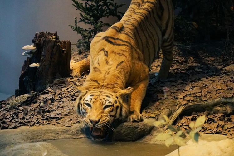 東北虎，位於地球環境廳的芸芸眾生展示區