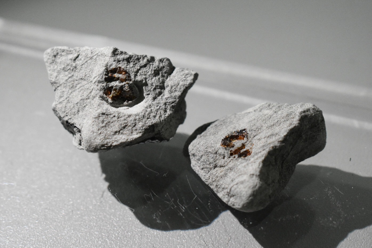 臺灣東部發現的「化石樹脂（琥珀）」首度曝光。