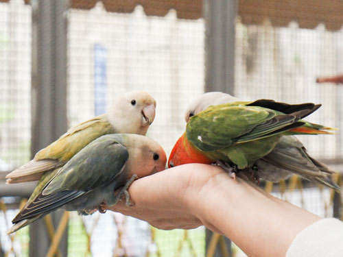 民眾可在鳳凰谷鳥園親近生態