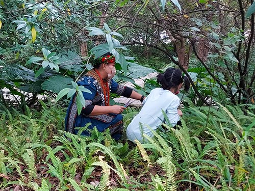 「原力植物園」-排灣族文化與植物