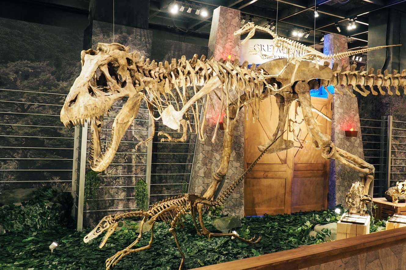 特展展出身長約9公尺、身高約3公尺的特暴龍全身骨骼標本。