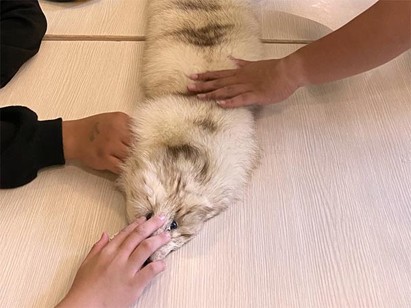 認識毛茸茸的動物朋友