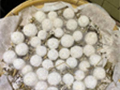 原力植物園-臺灣原住民傳統酒釀文化中的科學原理