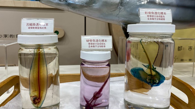 幼兒園：魚兒總動員(8/15)-圖片101