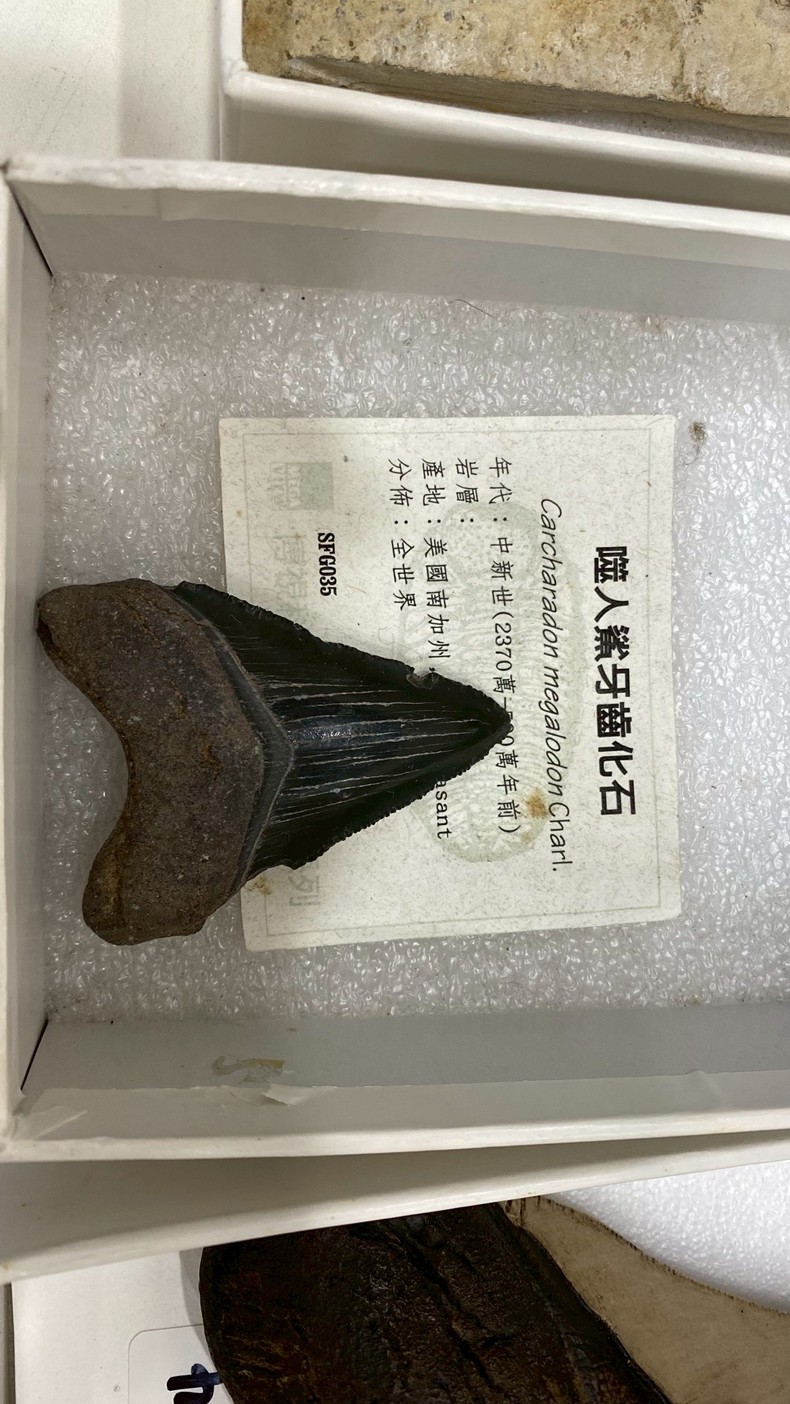 幼兒園：魚兒總動員(8/15)-圖片103