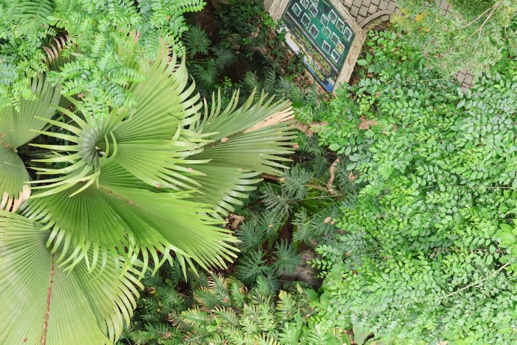 從8層樓高平臺往下俯瞰，熱帶雨林樹冠層一覽無遺，圖左為一年生長一片葉子的海椰子。