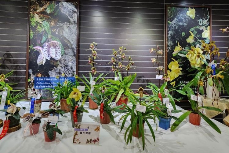 臺灣仙履蘭協會巡迴展》即日起至5月14日為期4天在植物園熱帶雨林溫室遊客中心現場展示。