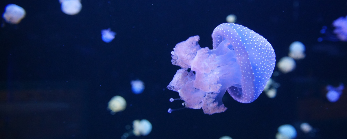 海中美傘—水母