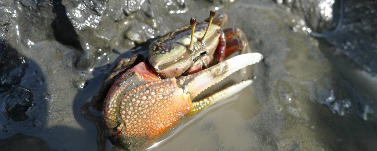 橫行霸道—螃蟹