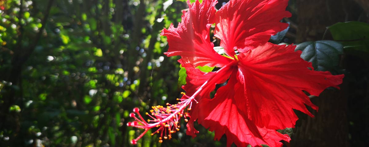 花花世界