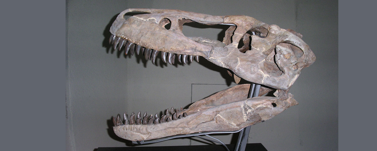張牙舞爪－恐龍