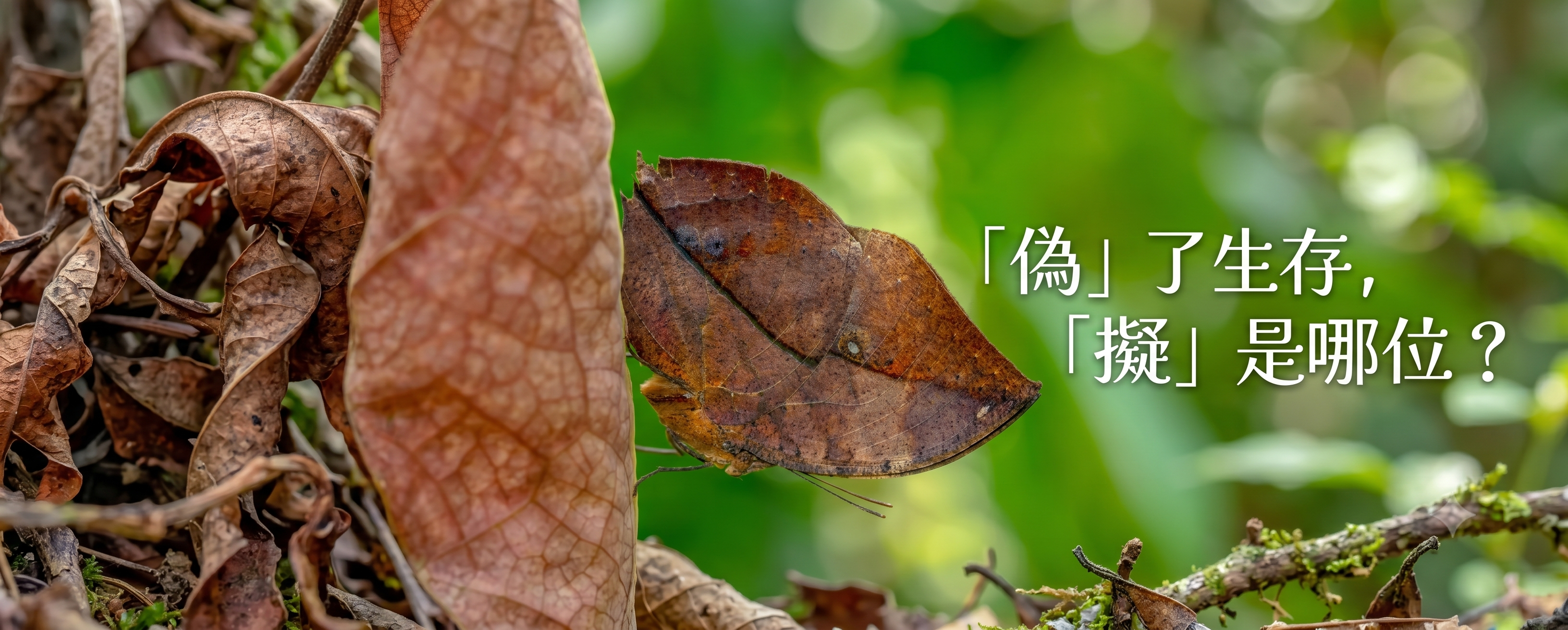 「偽」了生存，「擬」是哪位？