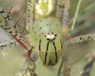 比較台灣綠貓蛛和蠅虎的眼睛排列方式有何不同