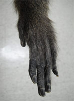 臺灣獼猴的手掌(攝自本館蒐藏標本)