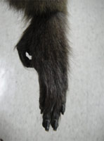 臺灣獼猴的腳掌(攝自本館蒐藏標本)