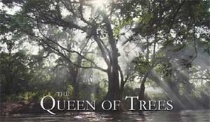 環境教育(團體課程)-生物多樣性－樹之女王
