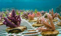 環境教育(團體課程)-種珊瑚的人