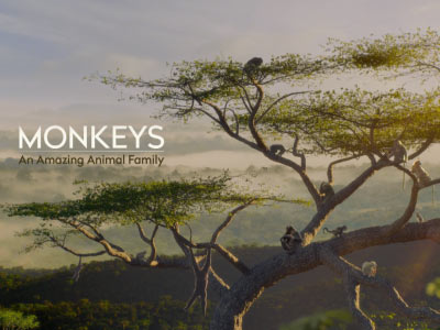 南美奇猿家族 Monkeys: An Amazing Animal Family - South America
