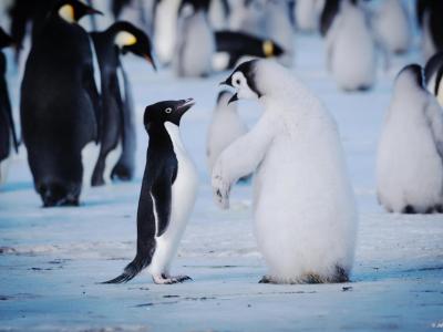 極地企鵝