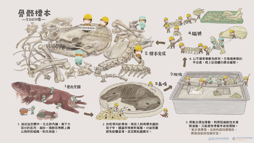 1. 骨肉分離－剝皮後的標本，先去除內臟，割下大部分的肌肉、脂肪。殘餘在骨骼上難以剔除的組織，則先保留。
<br>2. 蟲啃－烘乾帶肉的骨架，再放入飼育標本蟲的箱子中，讓蟲來啃食軟組織。分盆放置避免個體混淆，並定期給蟲餵水。
<br>3. 脫脂－用氨水浸泡骨骼，利用弱腐蝕性來清除油脂，又能避免骨骼本身被侵蝕。＊氨水易揮發，且具刺激與侵蝕性，需使用密封容器存放。
<br>4. 編號－以不損害骨骼為原則，在每塊骨頭的平坦處，寫上該個體的標本編號。
<br>5. 標本完成