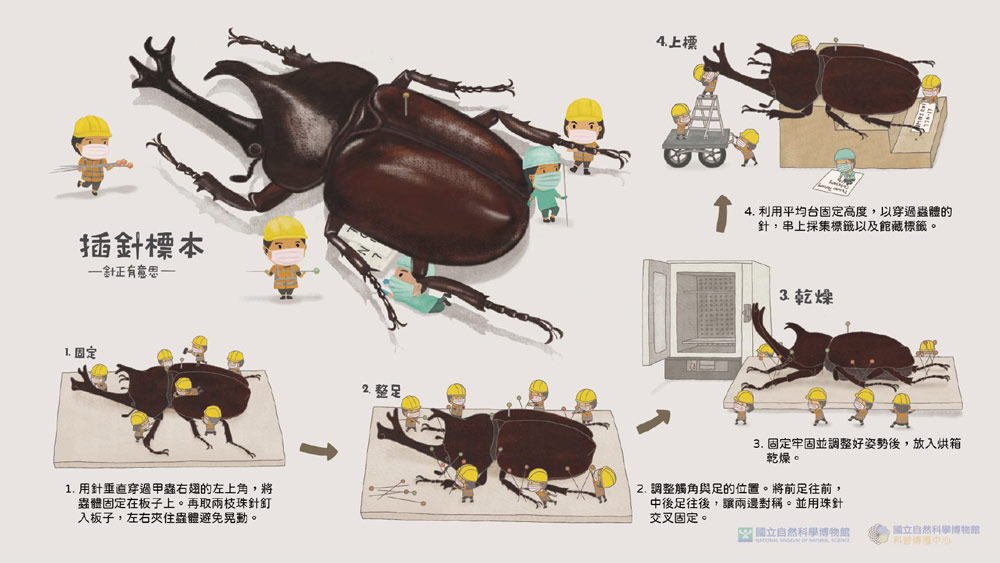 1. 固定－用針垂直穿過甲蟲右翅的左上角，將蟲體固定在板子上。再取兩隻珠針釘入板子，左右夾住蟲體避免晃動。
<br>2. 整足－調整觸角與足的位置。將前足往前，中後足往後，讓兩邊對稱。並用珠針交叉固定。
<br>3. 乾燥－固定牢固並調整好姿勢後，放入烘箱乾燥。
<br>4. 上標－利用平均台固定高度，以穿過蟲體的針，串上採集標籤以及館藏標籤。