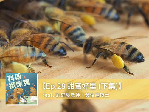 EP.28 甜蜜好里 feat. 劉奇璋&黃俊霖 aka 養蜂老手與新手(下集)