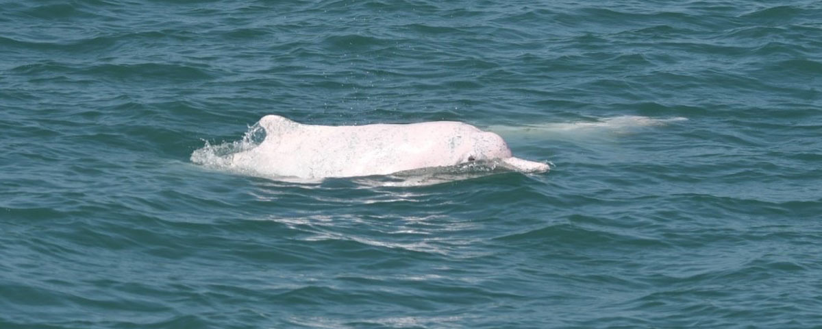 海中精靈-白海豚