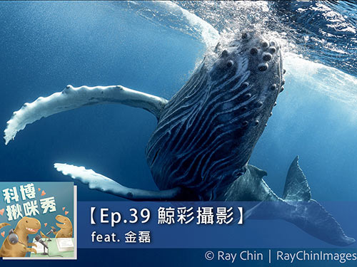 EP.39 鯨彩攝影 feat. 金磊 aka 被鯨魚打過的男人
