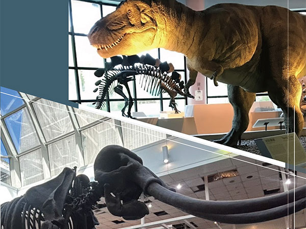 EP.52 化石的複製、復原、模型，你知道如何分辨嗎？