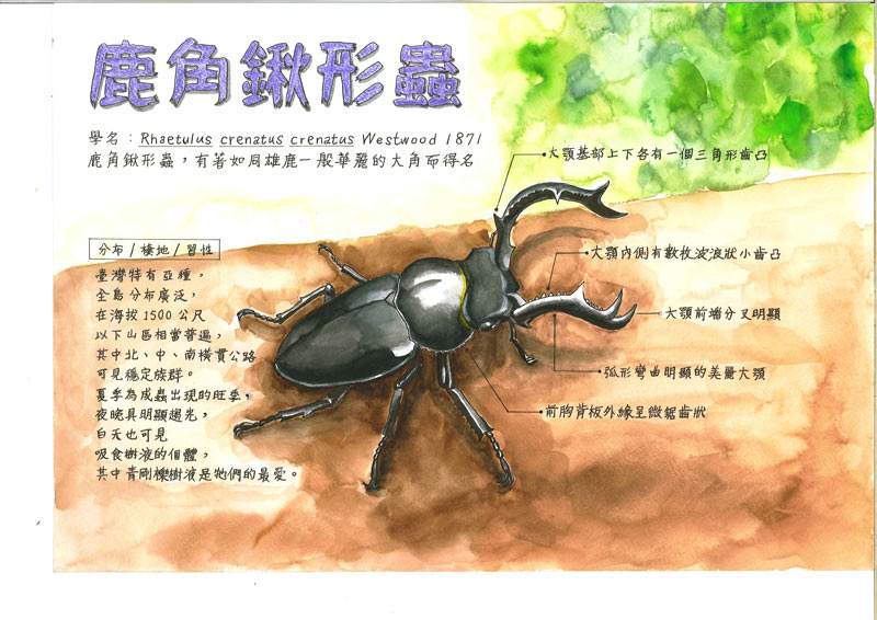 陳柏瑜-鹿角鍬形蟲1