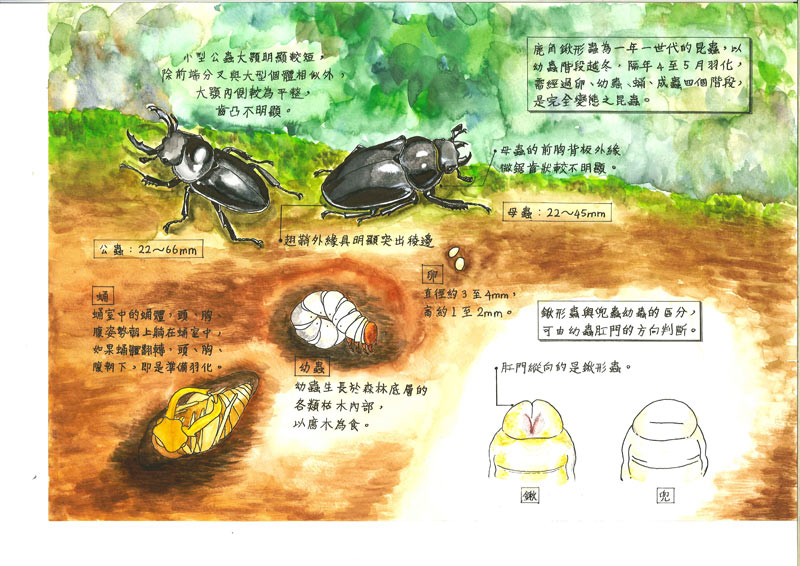 陳柏瑜-鹿角鍬形蟲2