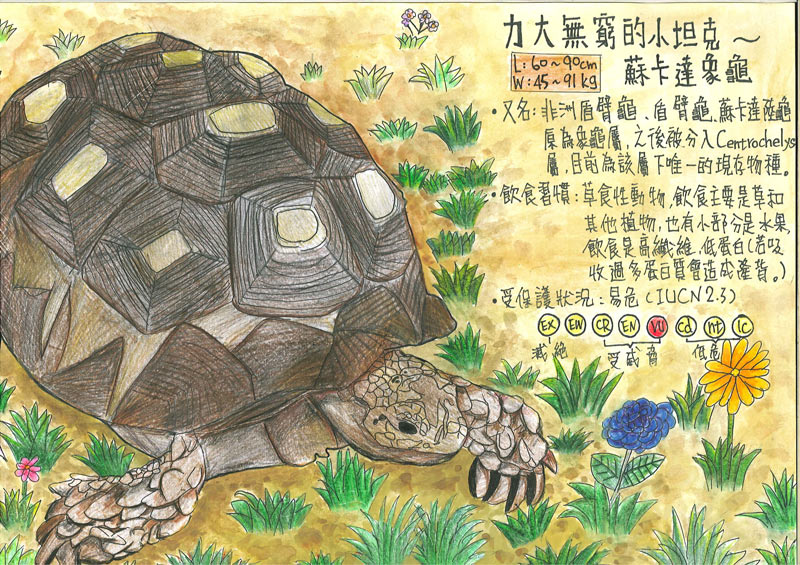 李姸熙-力大無窮的小坦克-蘇卡達象龜1