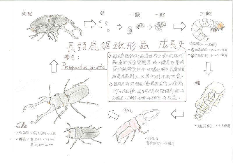 黃愷蔚-長頸鹿鋸鍬形蟲的成長史1