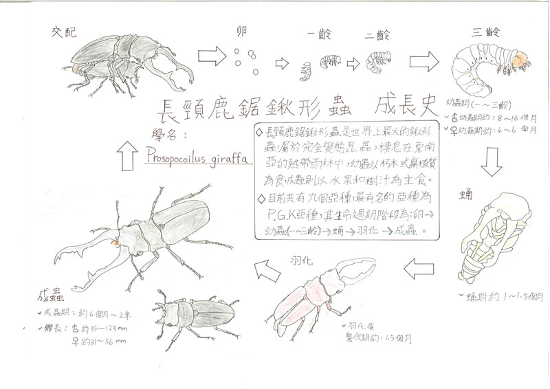 長頸鹿鋸鍬形蟲的成長史