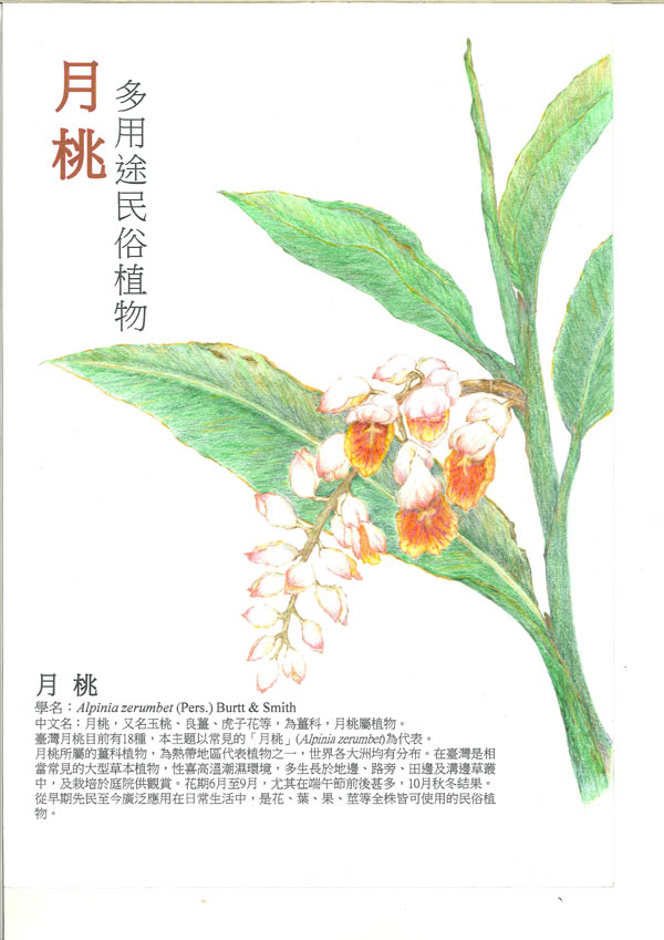 温雅慧-月桃 多用途民俗植物1