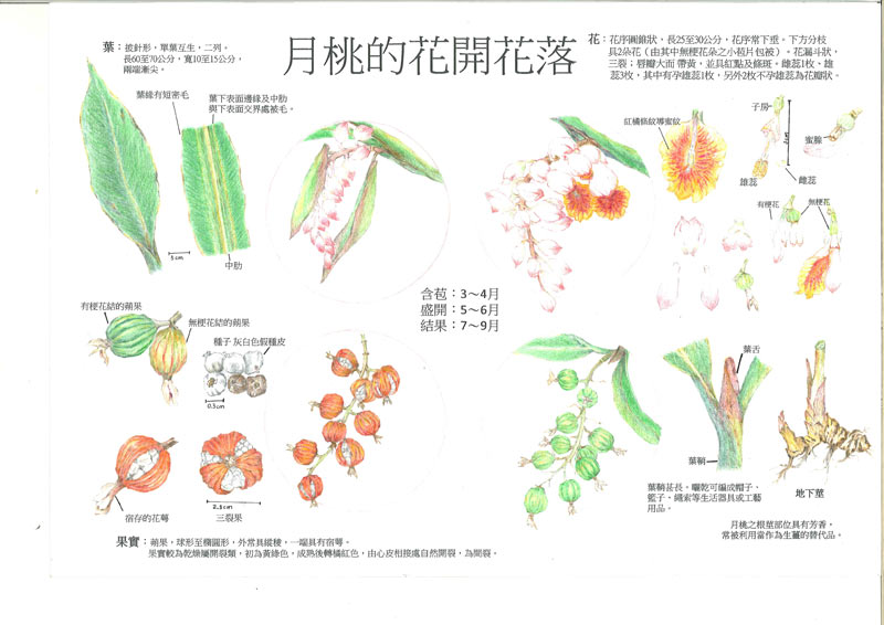温雅慧-月桃 多用途民俗植物2